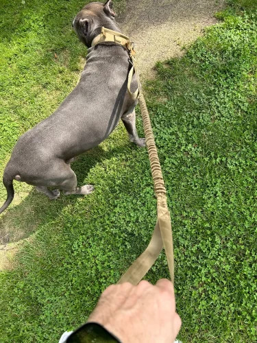 Tactical Military Rottie Leash photo review