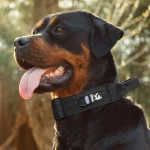 Military Tactical Rott Collar with Handle