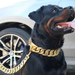 Rottweiler Gold Chain Collar