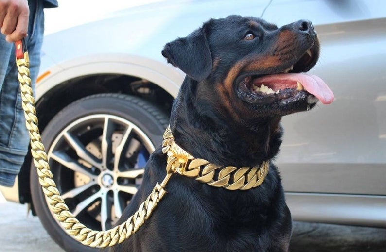 Best dog collar for rottweiler best sale