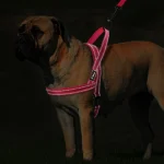 No Pull Reflective Rottie Harness with Leash Set